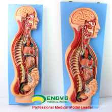 BRAIN17(12415) Human Sympathetic Nervous System Anatomical Model for Medical Education